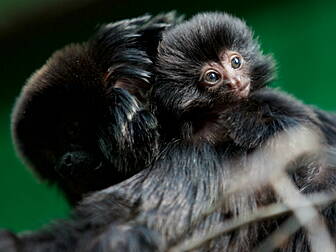 Dublin Zoo welcomes baby monke...